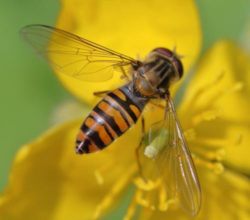 Réf. 301 207 : Episyrphus balteatus