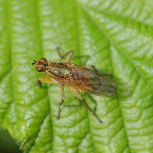 Réf. 301 208 : Scathophaga stercoraria