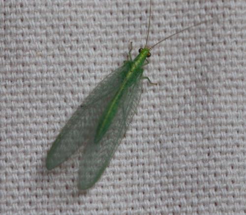 Réf. 301 323 : Chrysoperla sp.