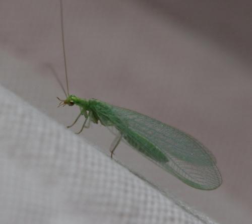 Chrysoperla sp.