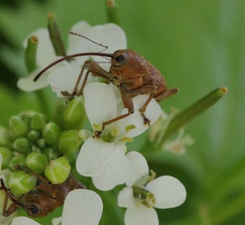 Réf. 301 334 : Curculio sp.