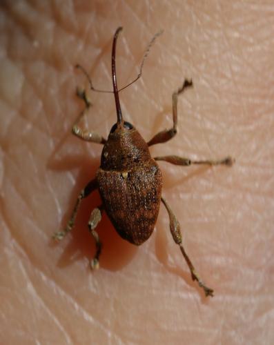Curculio sp.