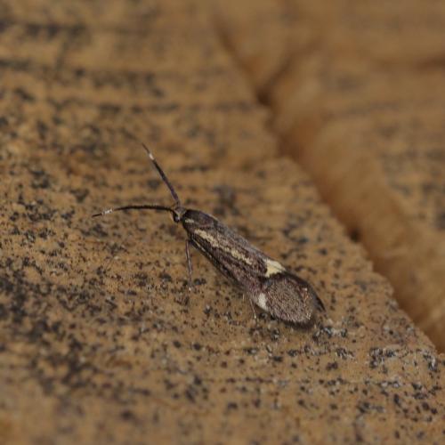Esperia sulphurella
