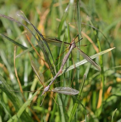 Tipula oleracea
