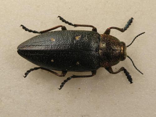 Chalcophorella stigmatica