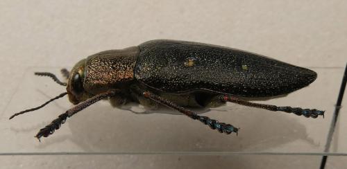 Chalcophorella stigmatica