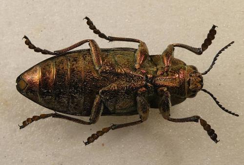 Chalcophorella stigmatica