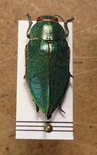 Perotis chlorana