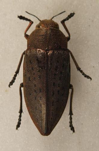 Perotis lugubris