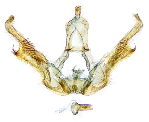 Phiaris sp.