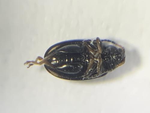 Réf. 301 771 : Phyllotreta sp.