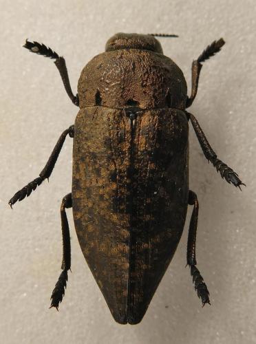 Réf. 301 354 : Capnodis tenebricosa