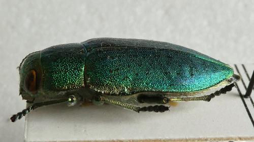 Réf. 301 014 : Perotis chlorana