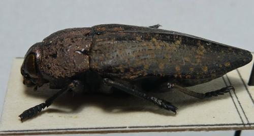 Réf. 301 355 : Capnodis tenebricosa