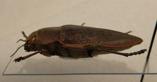 Réf. 301 374 : Perotis lugubris
