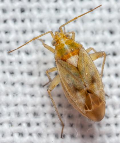 Megalocoleus lunula