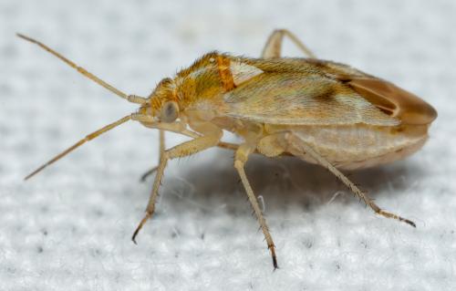 Megalocoleus lunula