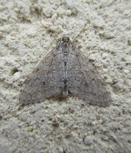 Réf. 301 171 : Trichopteryx carpinata
