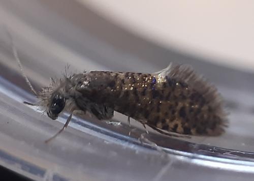 Réf. 301 406 : Dyseriocrania subpurpurella