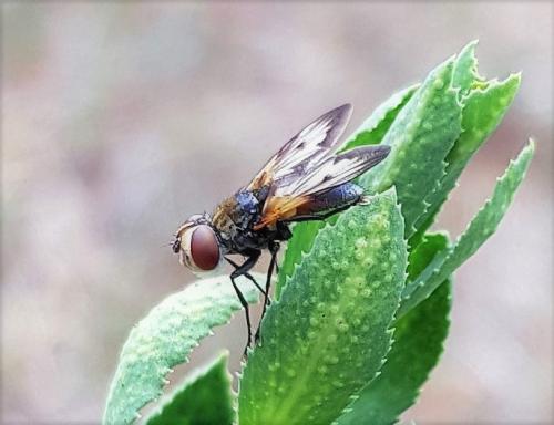 Ectophasia oblonga