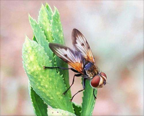 Ectophasia oblonga