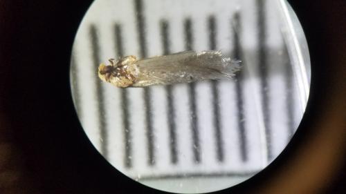 Monopis crocicapitella