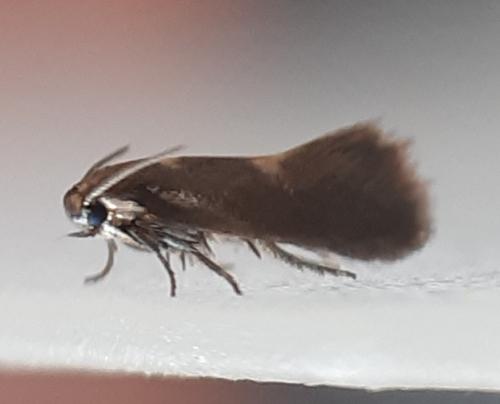 Heliozela sericiella