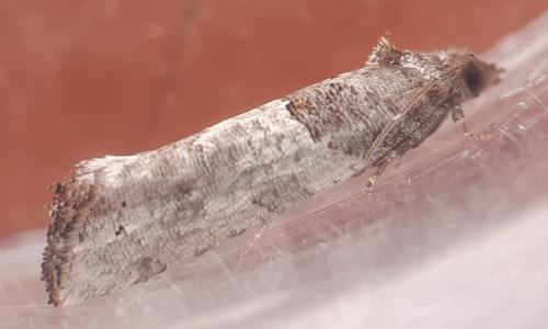 Réf. 301 329 : Phaneta pauperana