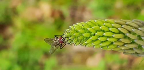 Hylemya sp.