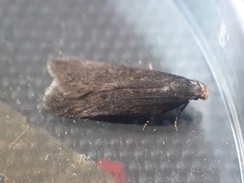 Réf. 301 409 : Filatima spurcella