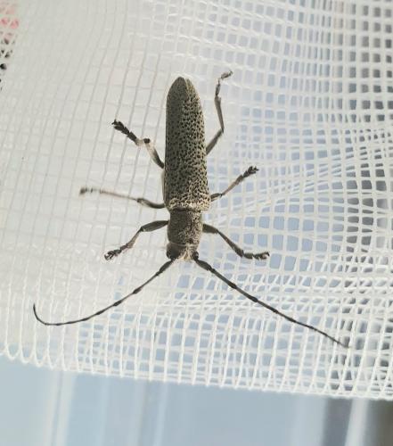 Réf. 301 482 : Saperda similis