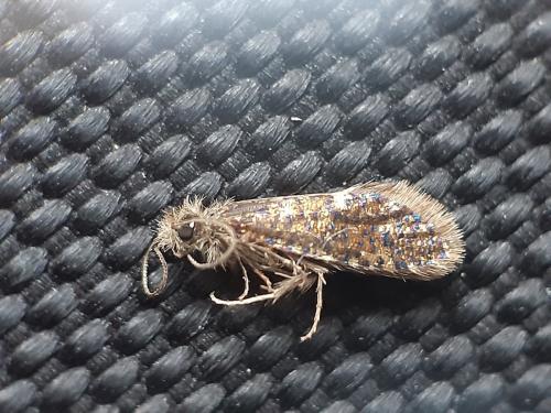 Dyseriocrania subpurpurella