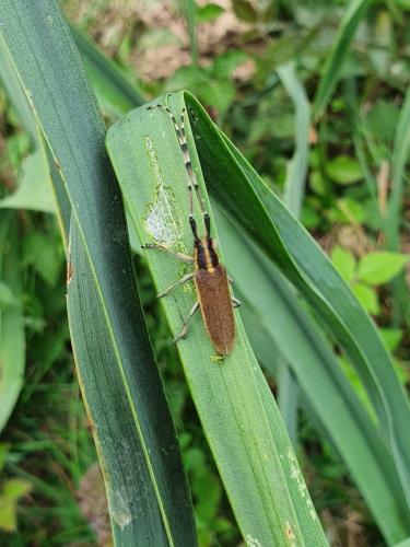 Réf. 301 659 : Agapanthia asphodeli