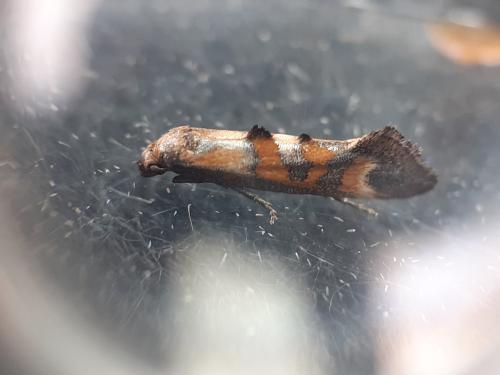 Réf. 301 791 : Epermenia pontificella