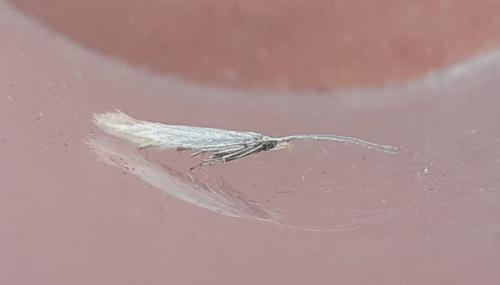 Coleophora sp.