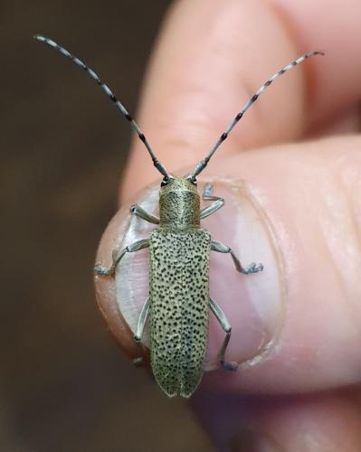 Réf. 301 820 : Saperda similis