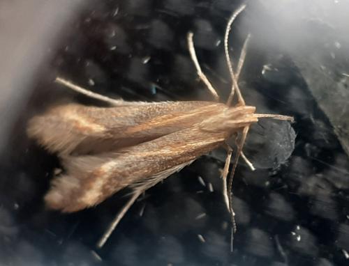 Metzneria aprilella