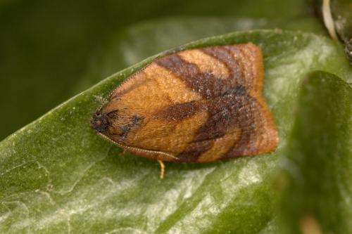 Réf. 301 297 : Cacoecimorpha pronubana