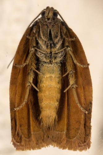 Cacoecimorpha pronubana