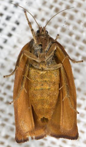 Réf. 301 300 : Cacoecimorpha pronubana