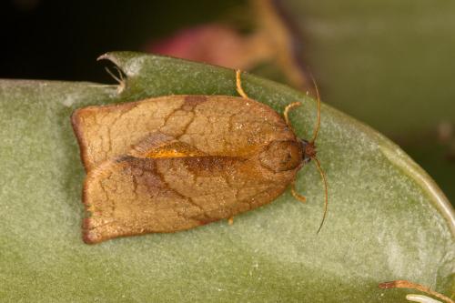 Réf. 301 299 : Cacoecimorpha pronubana