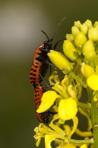 Eurydema ventralis