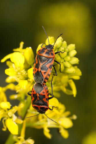 Eurydema ventralis
