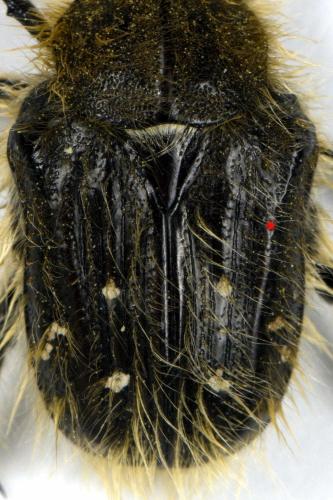 Tropinota squalida