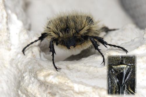 Réf. 301 361 : Tropinota squalida