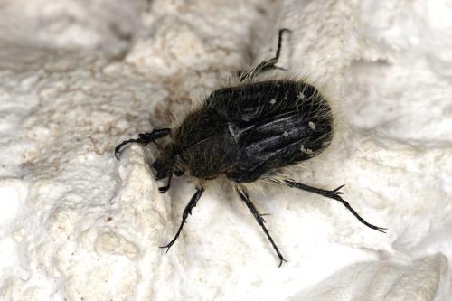 Tropinota squalida