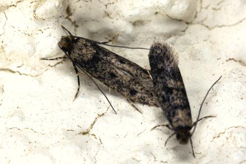 Niditinea fuscella