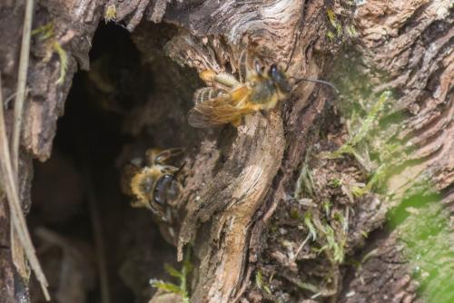 Andrena ferox