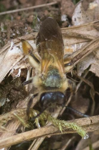 Andrena ferox