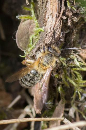 Andrena ferox